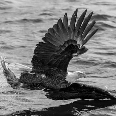 Essential Photography: Teleconverters for Wildlife